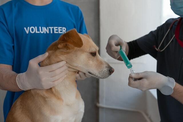 A veterinarian vaccinating a dog.