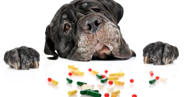 Dog is looking at several pills at the table counter.