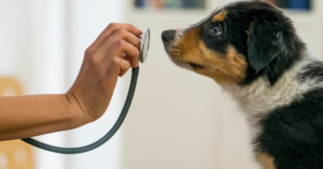 A veterinarian is playing with a dog during check up.