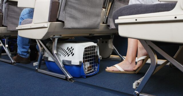 A dog traveling by plane in a crate.