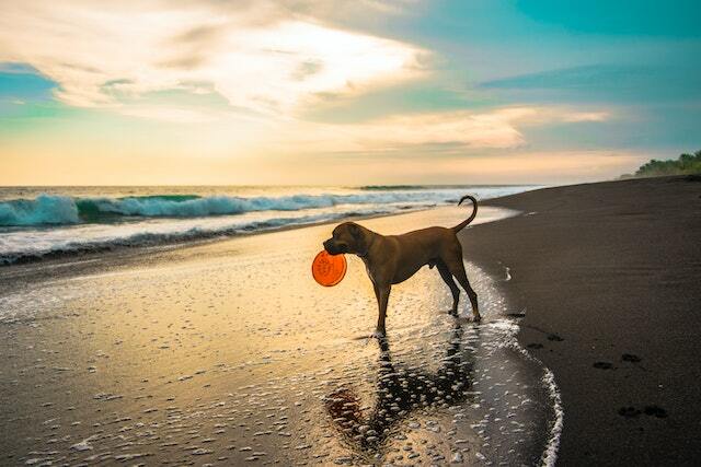A brown dog playing catch in the beach.