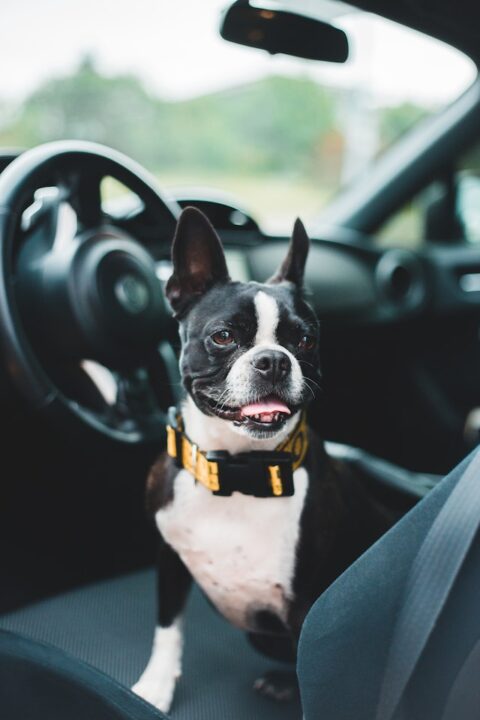A dog with a body harness in a car seat.