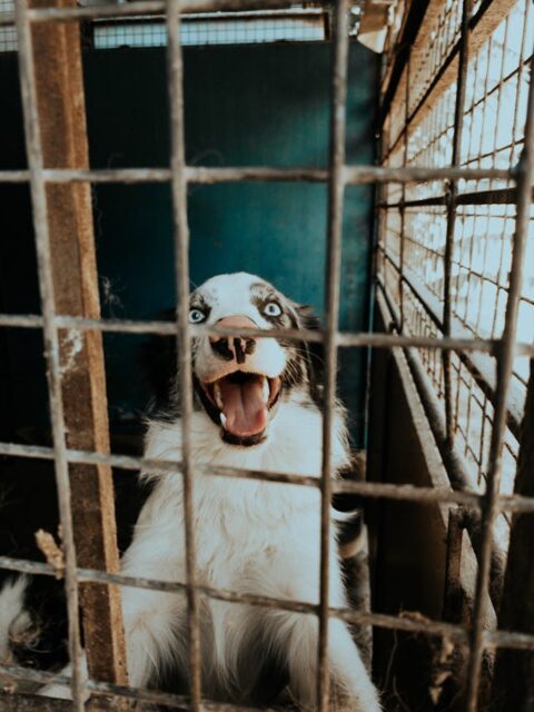 A happy dog in a cage on a rescue shelter.