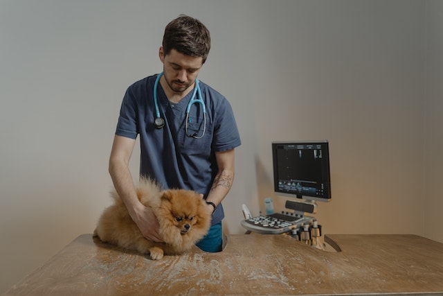 A veterinarian checking up a cute dog.