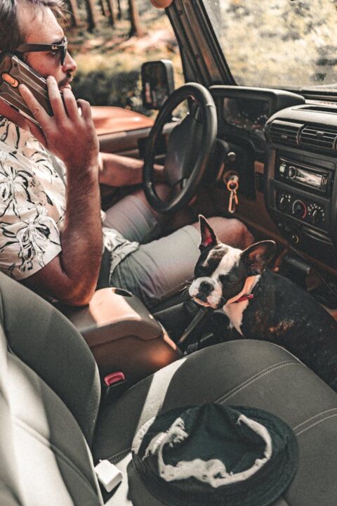 A little french bulldog traveling in a car.