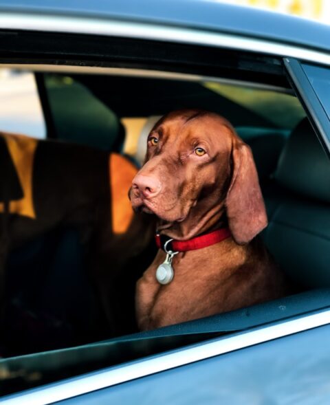 Short-coated brown dog sitting inside a Car.