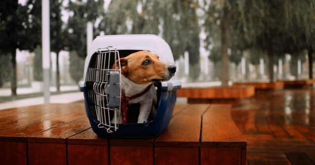 A dog coming out of a travel crate.