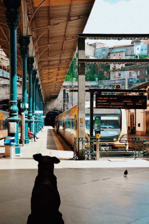 A dog sitting and waiting in a train station.