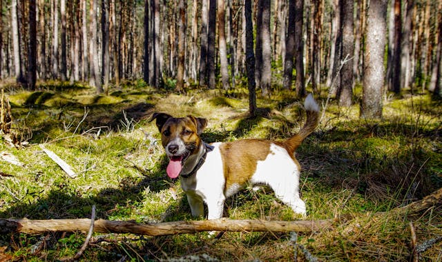 Adult Tan and White Jack Russell Terrier hiking in the forest.
