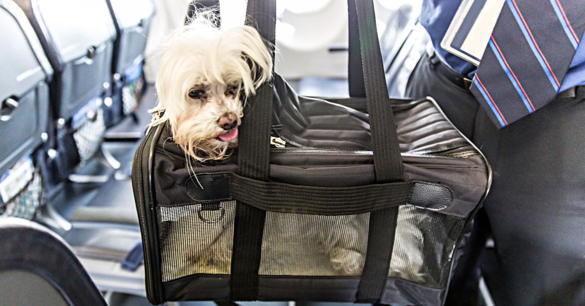 A small dog sticking its head out of a carrier while boarding a plane.