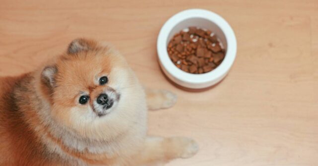 A dog posing in the camera with its bowl of food.