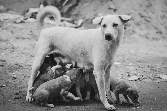 A dog nursing several puppies.