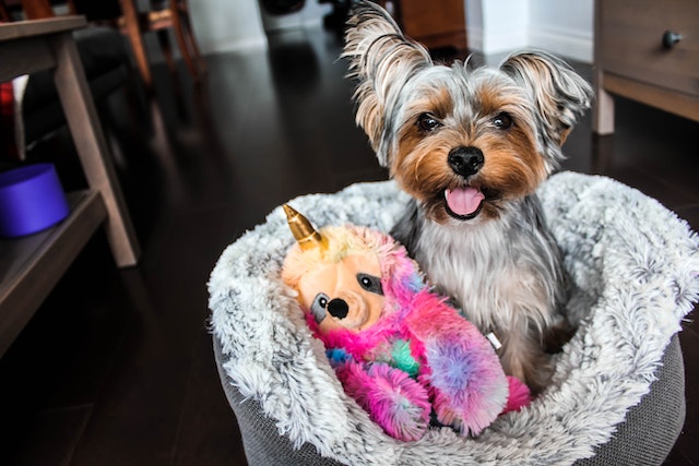 A cute little puppy with its comfort toy.