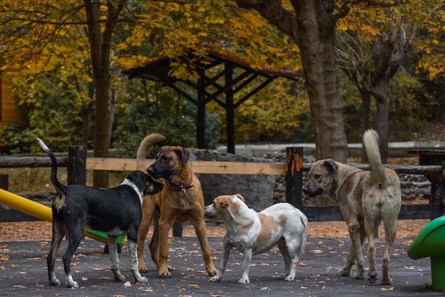 Several dogs playing in a park.