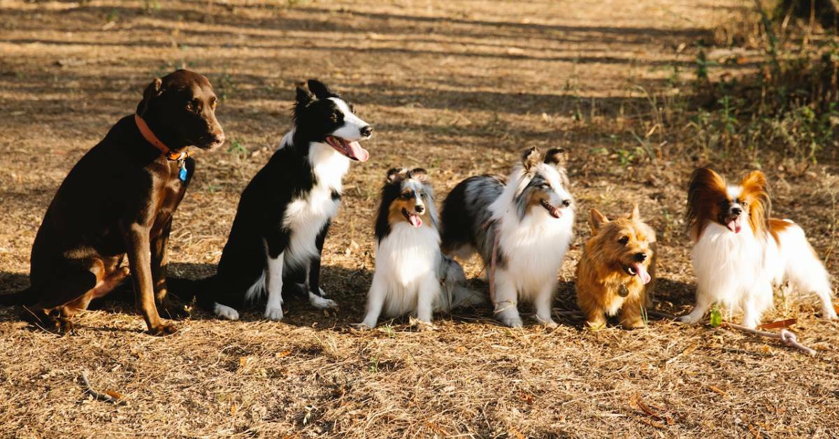 Different breeds of dog lined up in a path.