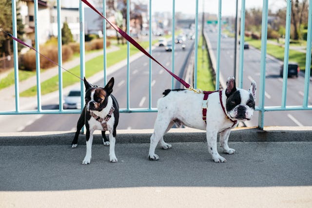 Two french buldogs with leashed out on a walk.