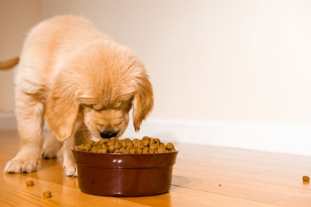A light brown little puppy eating dry dog kibble.