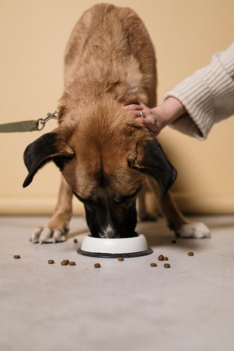 A hand petting a dog while it is eating.