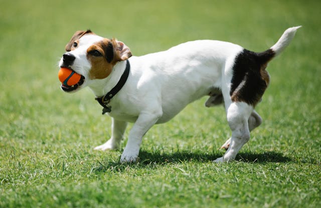Jack Russel Terrier with ball in mouth on meadow.
