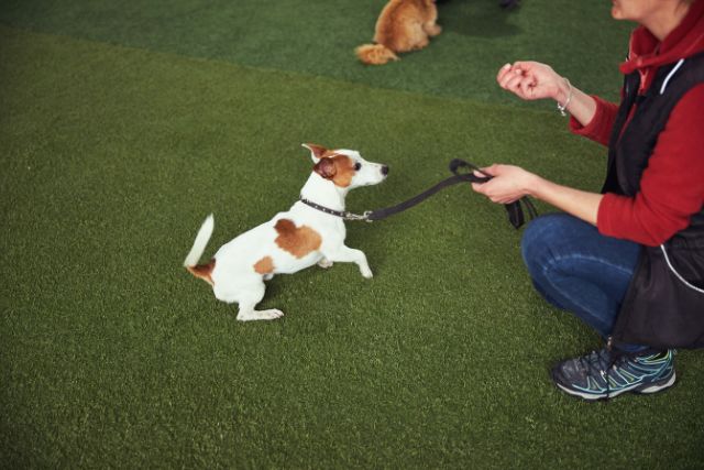 Expert instructor training a little puppy in an obedience school.