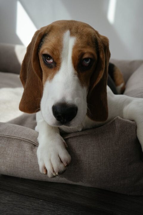 Close-up photo of a beagle that is lying on a sofa.