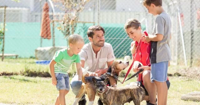 A family playing with dogs in a shelter.