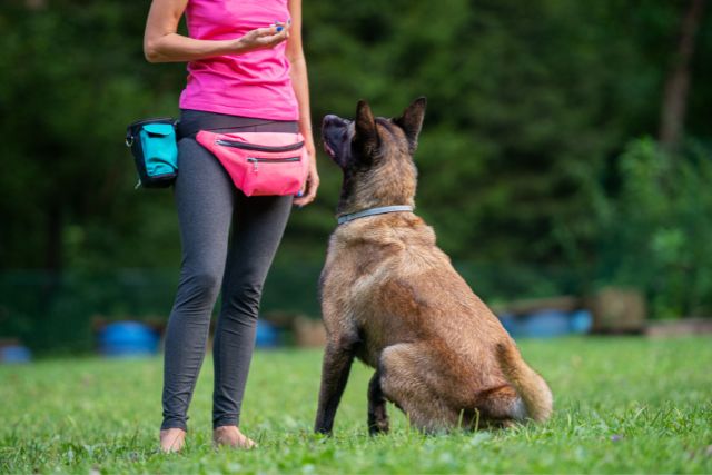 A female instructor training a big dog in an open field.