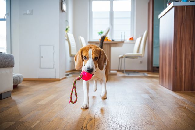 A beagle dog playing fetch game inside a house.
