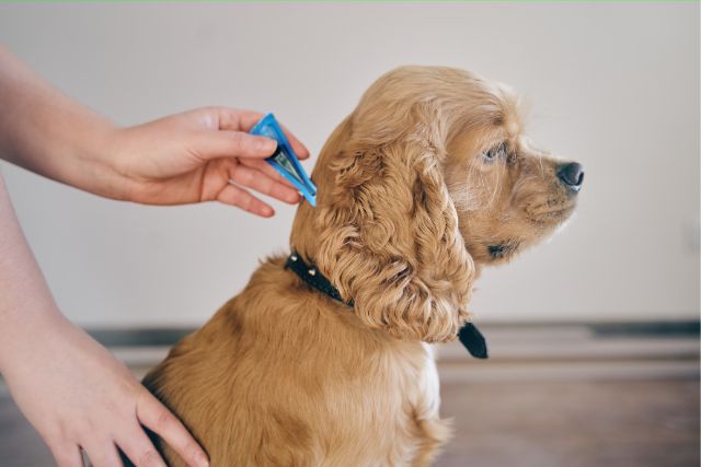 DIY dog tick & flea medicine application on a dog.
