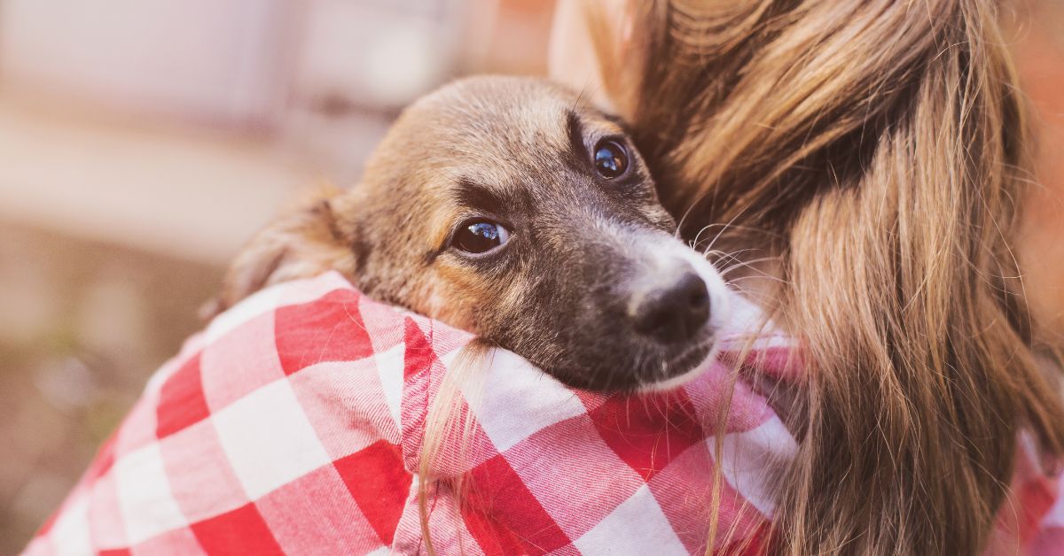 A scared dog with its new foster fur-parent.