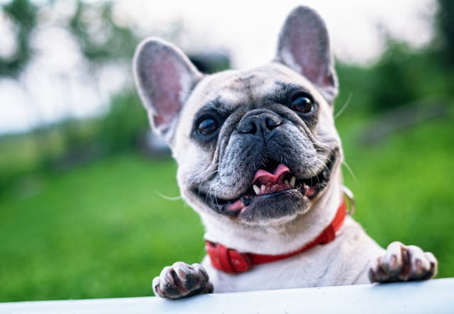 A happy french bulldog playing outdoors.