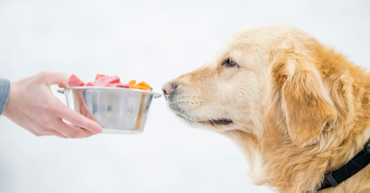 A golden retriever sniffing his healthy bowl of food.