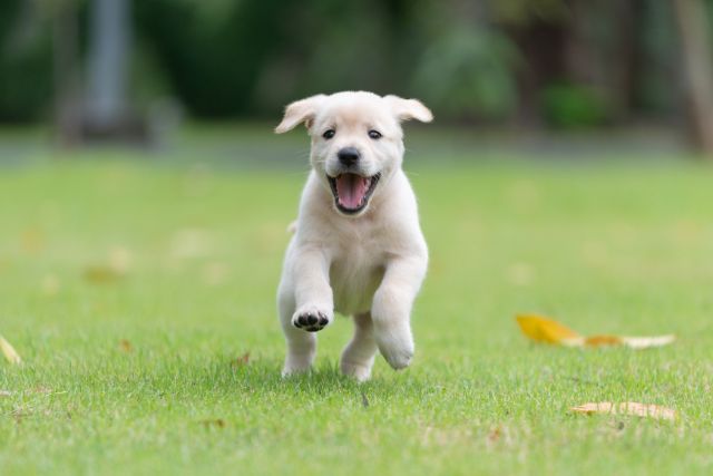 A happy puppy running on a spacious grass backyard.
