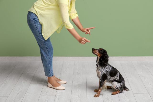 Female dog owner training her pup indoors.