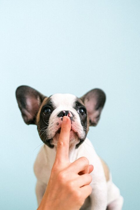 A hand stopping a puppy from barking.