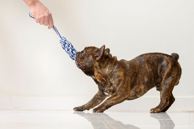 Little dog playing tug game with owner.