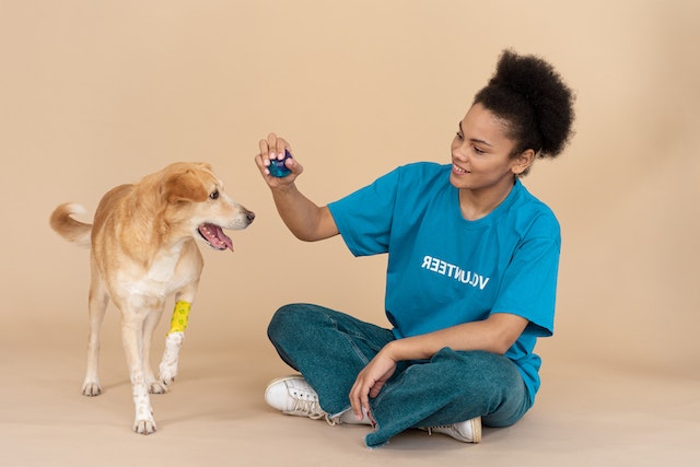 A dog shelter volunteer plays with an injured dog.