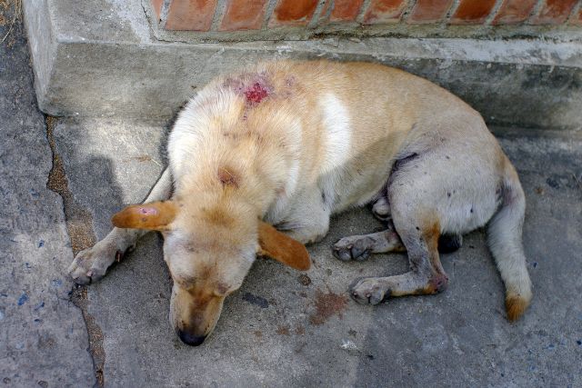 An injured stray dog on the side of the road.