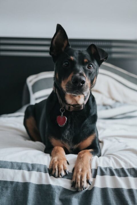 A Kelpie posing for a picture while on a bed.