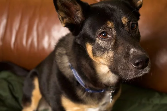 A kelpie lounging on a brown sofa.