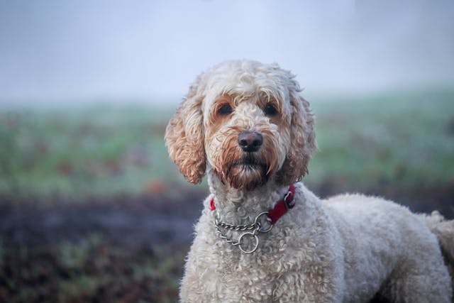 A labradoodle doog breed after playing on grass field.