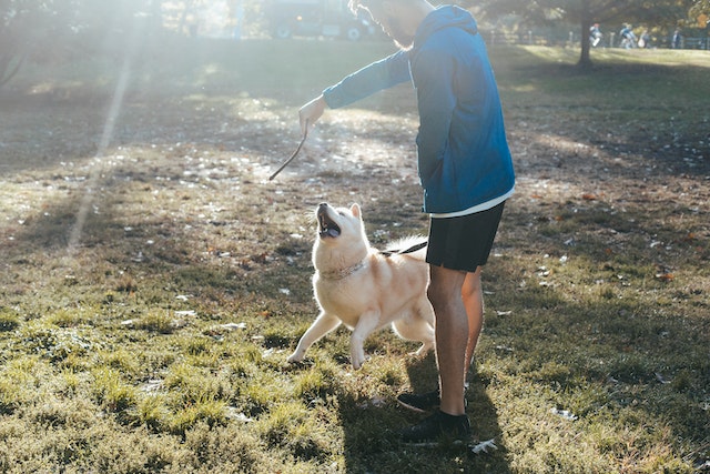 A man teachibg a dog using a twig.