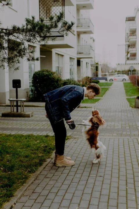 Man in Jean Jacket Bending over a Cavalier King Charles Spaniel Dog