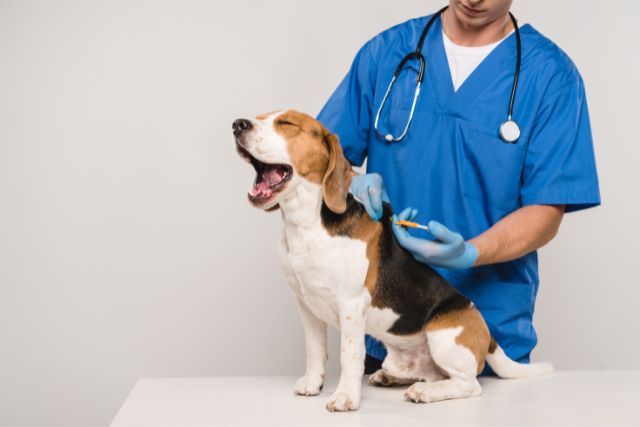 A vet microchipping a beagle dog.