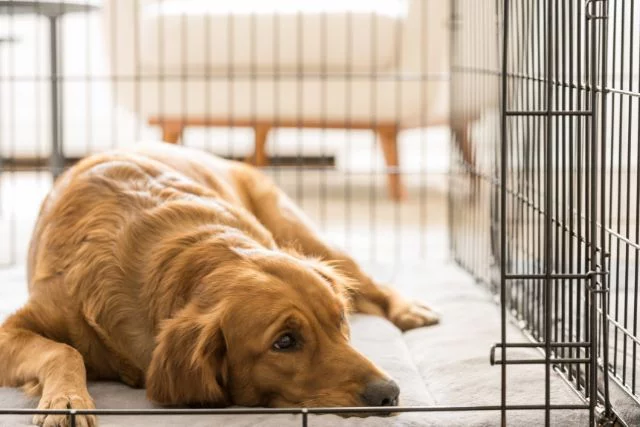 An old dog lookinf comfy on its indoor crate.