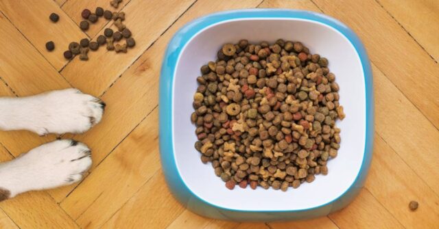 A bowl full of dog food with cute dog paws in the side.