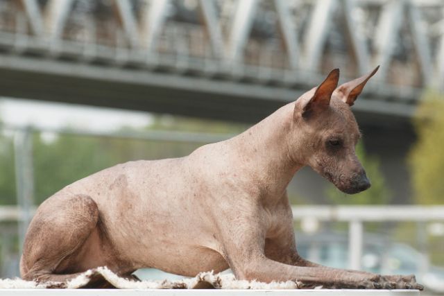An adult hairless dog breed resting.