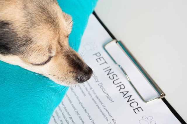 Dog with its pet insurance documents.