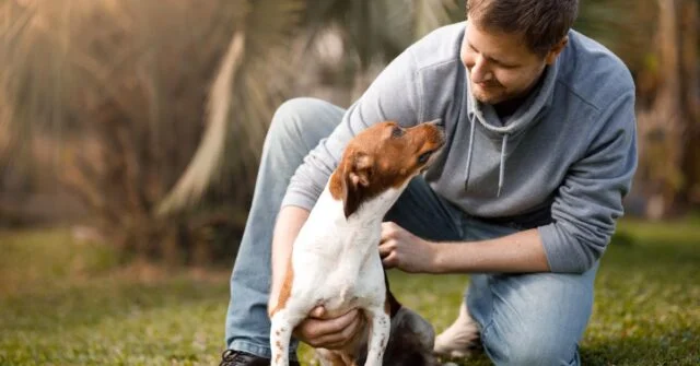 A dog is looking at its owner while they are playing.
