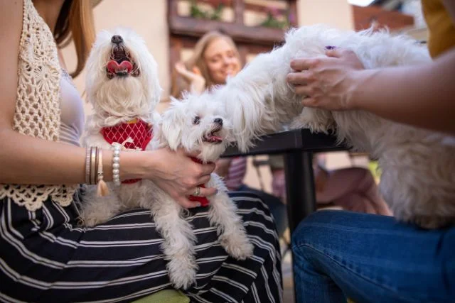 Cute dog pets in a restaurant.